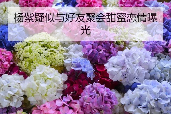 杨紫疑似与好友聚会甜蜜恋情曝光